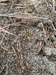 Acanthomyops