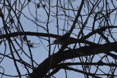 Setophaga coronata