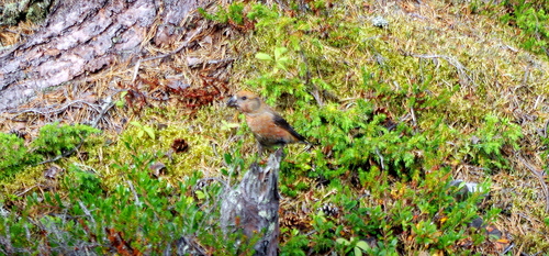 Parrot Crossbill (Loxia pytyopsittacus), photo 9