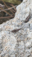 Meinertellidae