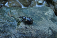 Liparus glabrirostris