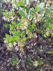Arctostaphylos rudis