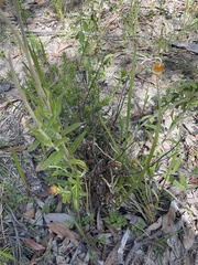 Coronidium oxylepis