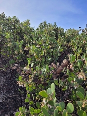 Arctostaphylos rudis