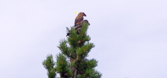 Loxia pytyopsittacus