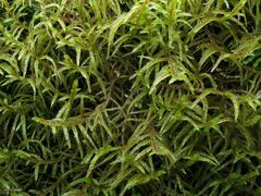 Pleurozium schreberi