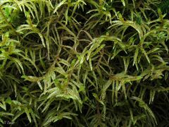 Pleurozium schreberi