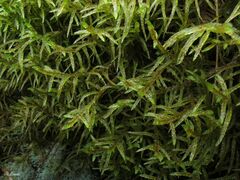 Pleurozium schreberi