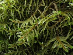 Pleurozium schreberi