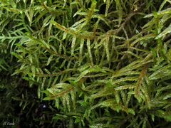 Pleurozium schreberi