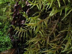 Pleurozium schreberi