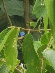 Pipraeidea melanonota