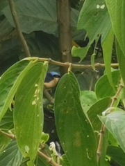 Pipraeidea melanonota