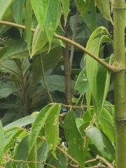 Pipraeidea melanonota