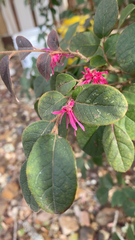 Loropetalum chinense