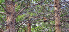 Loxia pytyopsittacus
