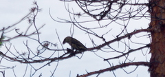 Loxia pytyopsittacus