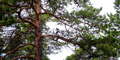 Loxia pytyopsittacus