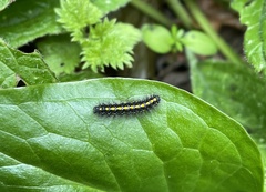 Callimorpha dominula