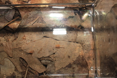 Eubranchipus vernalis