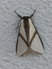 Turuptiana obliqua