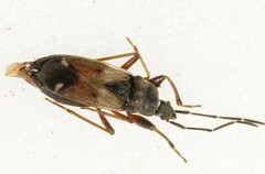 Eremocoris abietis