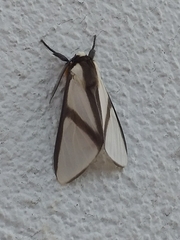 Turuptiana obliqua