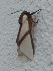 Turuptiana obliqua