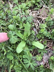 Valerianella radiata