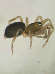 Panamomops inconspicuus