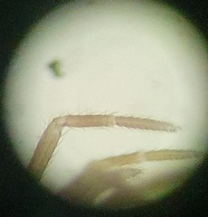 Panamomops inconspicuus