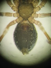 Panamomops inconspicuus