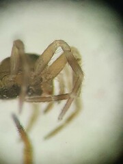 Panamomops inconspicuus