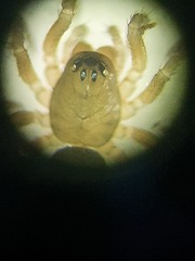 Panamomops inconspicuus