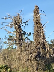 Tillandsia usneoides