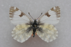 Euchloe simplonia