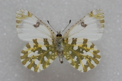 Euchloe simplonia