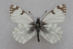 Euchloe simplonia