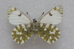 Euchloe simplonia