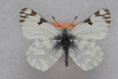Euchloe simplonia