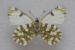 Euchloe simplonia