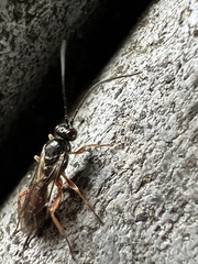 Auplopus mellipes