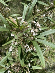 Zieria smithii