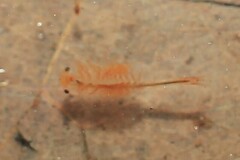 Eubranchipus vernalis