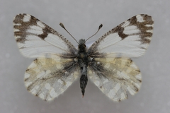 Euchloe simplonia