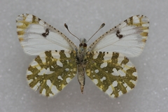 Euchloe simplonia