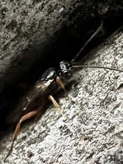 Auplopus mellipes