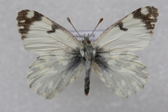 Euchloe simplonia
