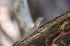 Anolis argenteolus