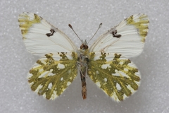 Euchloe simplonia